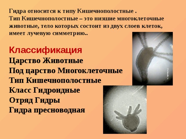 Кракен магазин даркнет
